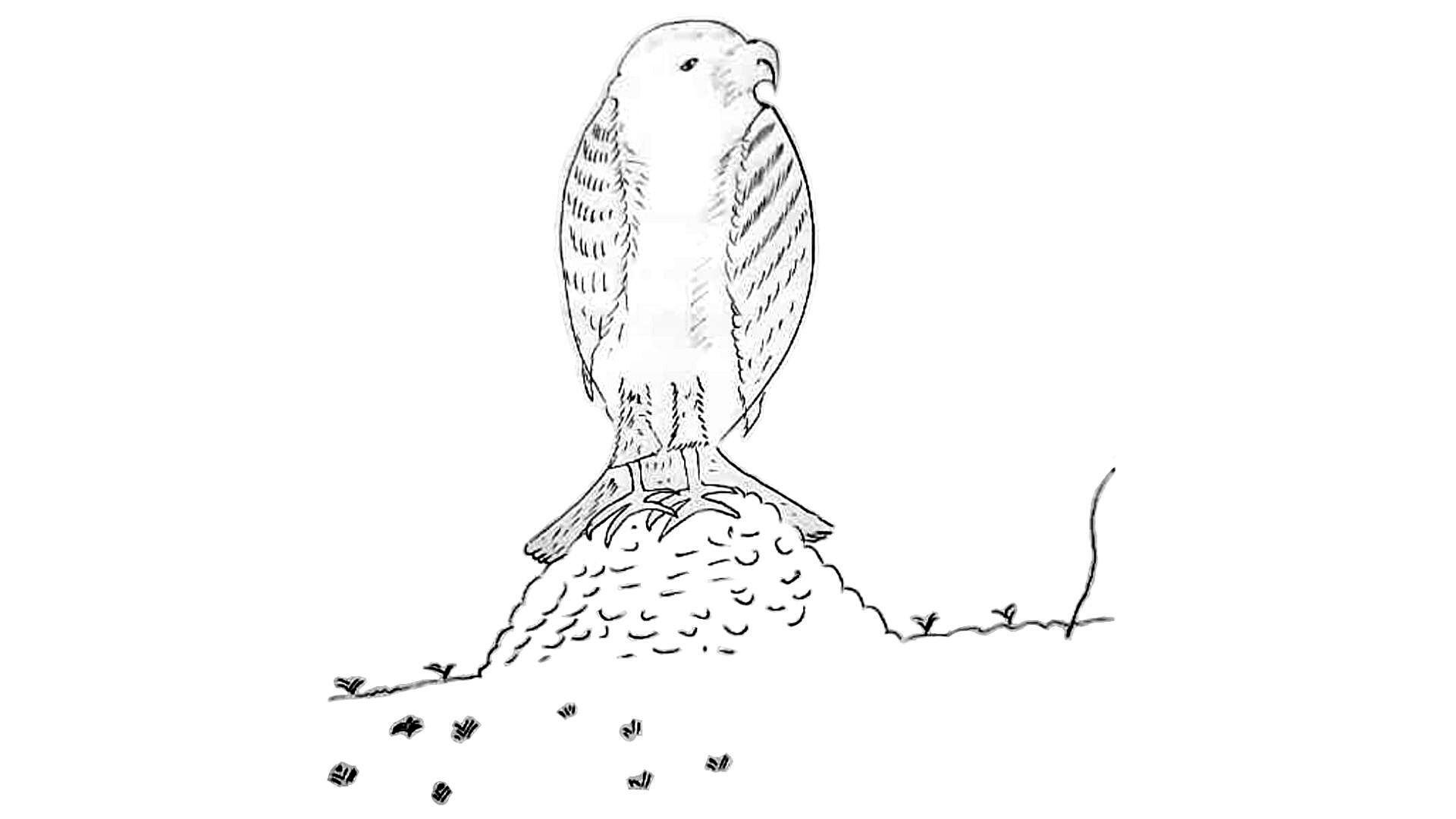 drawing